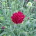 Knautia macedonica _ Beemdkroon