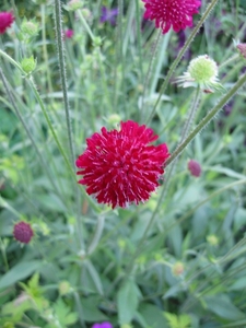 Knautia macedonica _ Beemdkroon