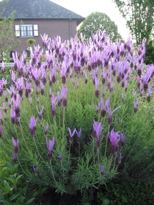 Lavandula Stoechas (Kuiflavendel)