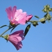 Lavatera olbia 'Rosea'