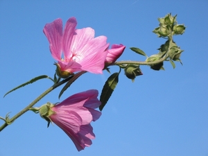 Lavatera olbia 'Rosea'