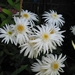 Leucanthemum 'Wirral Supreme'