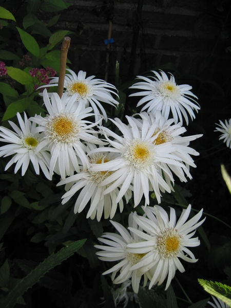 Leucanthemum 'Wirral Supreme'