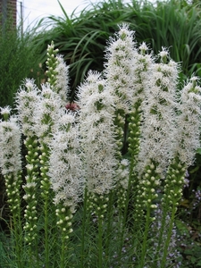 Liatris spicata 'Floristan Weiss'  _  Lampepoetser