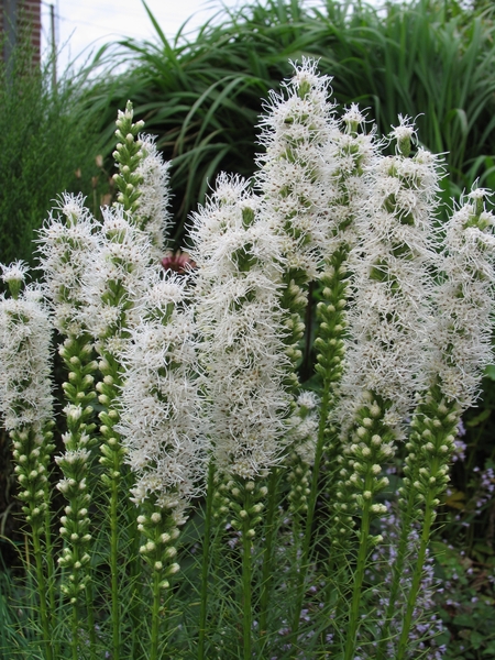 Liatris spicata 'Floristan Weiss'  _  Lampepoetser