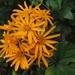 Ligularia dentata