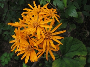 Ligularia dentata