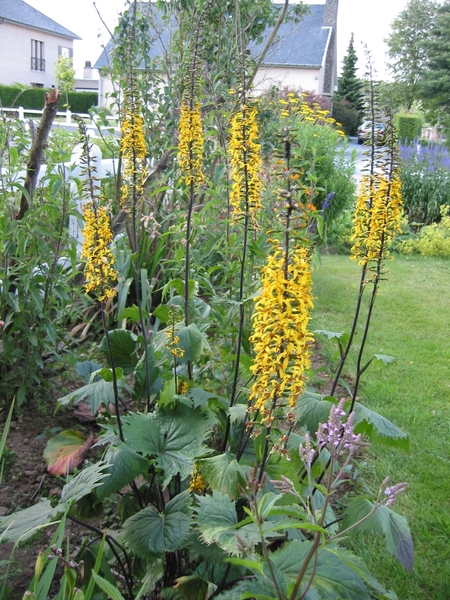 Ligularia przewalskii (Kuiskruid)