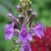 Linaria purpurea - Vlasleeuwebek