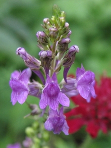 Linaria purpurea - Vlasleeuwebek