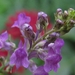 Linaria purpurea - Vlasleeuwebek (1)