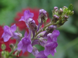 Linaria purpurea - Vlasleeuwebek (1)