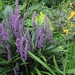 Liriope Muscari - Leliegras