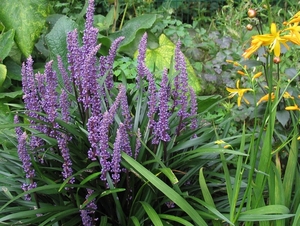 Liriope Muscari - Leliegras