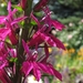 Lobelia 'Tania'