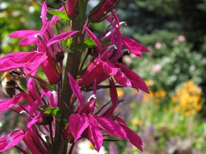 Lobelia 'Tania'