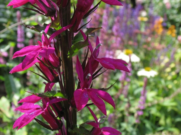 Lobelia 'Tania' (1)