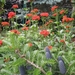 Lychnis chalcedonica - Brandende liefde