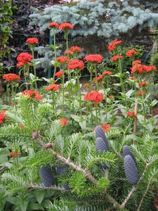 Lychnis chalcedonica - Brandende liefde