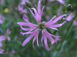 Lychnis flos-cuculi _ koekoeksbloem