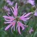 Lychnis flos-cuculi _ koekoeksbloem (1)