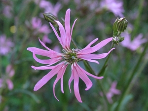 Lychnis flos-cuculi _ koekoeksbloem (1)