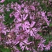 Lychnis flos-cuculi _ koekoeksbloem (2)