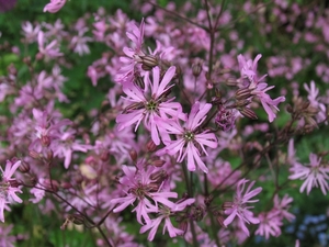 Lychnis flos-cuculi _ koekoeksbloem (2)