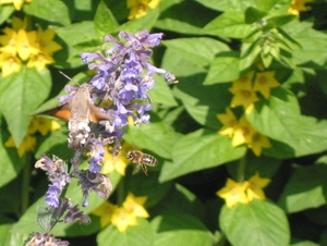 Lysimachia punctata (2)