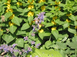 Lysimachia punctata - Wederik