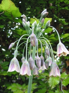 Nectaroscordum siculum - Bulgaarse Ui