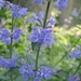 Nepeta faas. 'Six Hills Giant' -  Kattekruid