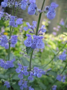 Nepeta faas. 'Six Hills Giant' -  Kattekruid