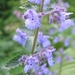 Nepeta faas. 'Six Hills Giant' -  Kattekruid (1)