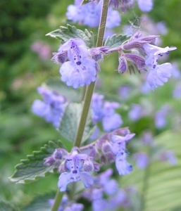 Nepeta faas. 'Six Hills Giant' -  Kattekruid (1)