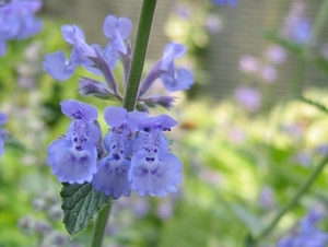 Nepeta faas. 'Six Hills Giant' -  Kattekruid (2)