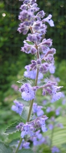 Nepeta faas. 'Six Hills Giant' -  Kattekruid (3)