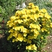 Oenothera fruticosa youngi Young's - Teunisbloem