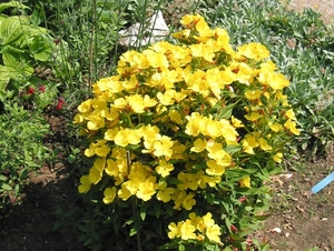 Oenothera fruticosa youngi Young's - Teunisbloem