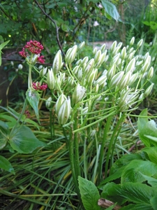 Ornithogalum umbellatum - Gewone vogelmelk