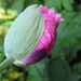 Papaver Orientalis