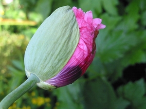 Papaver Orientalis