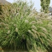 Pennisetum  alop. 'Hameln' Lampepoetsergras