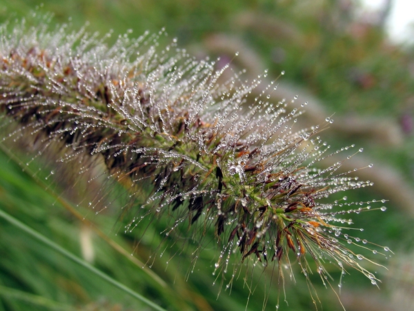 Pennisetum  alop. 'Hameln' Lampepoetsergras (1)