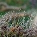 Pennisetum  alop. 'Hameln' Lampepoetsergras (2)