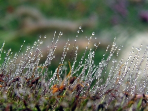 Pennisetum  alop. 'Hameln' Lampepoetsergras (2)