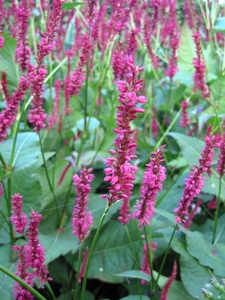 Persicaria - Duizendknoop