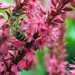 Persicaria amplex. 'Speciosa' - Duizendknoop