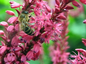 Persicaria amplex. 'Speciosa' - Duizendknoop