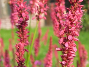 Persicaria amplex. 'Speciosa' - Duizendknoop (1)